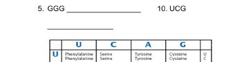 Worksheet2-Codon Chart & Wheel: Protein Synthesis by Coach Smith Science