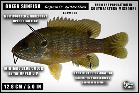 Green Sunfish (Lepomis cyanellus) — Koaw Nature