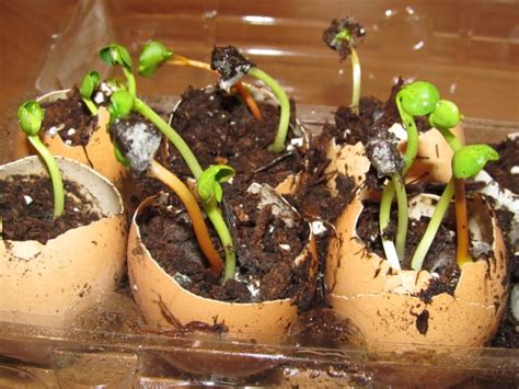 How To Start Seeds In Eggshells ~ An Easy Step by Step Approach - Whole ...