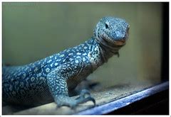 Blue Tree Monitor Lizard | Location: Avilon Zoo Montalban Ri… | Flickr