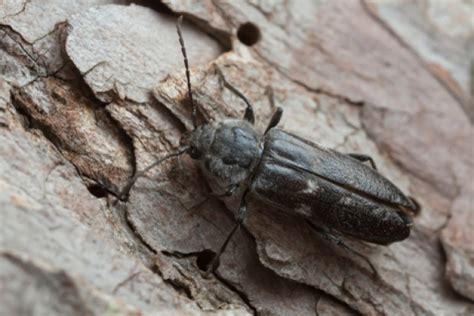 Holzbockkäfer » Merkmale, Lebenszyklus, Bekämpfung und Vorbeugung