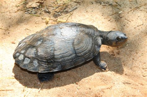 Madagascar Big-headed Turtle (Turtles and Tortoises of Madagascar) · iNaturalist