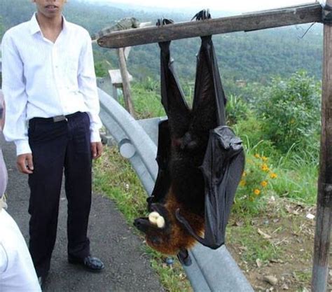 The Giant Golden-Crowned Flying Fox, The Largest Bat In The World