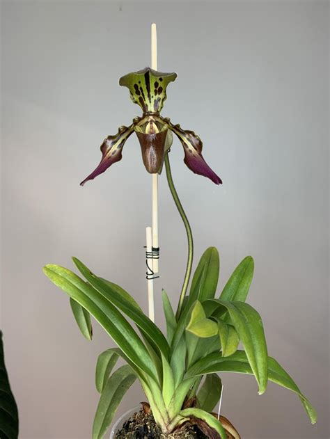 Paphiopedilum: Care, Culture and Tips for Growing Paphs | LaptrinhX / News