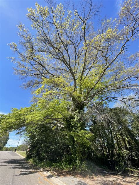 Oak-Water Archives - Davidson Lands Conservancy