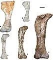 Category:Magyarosaurus fossils - Wikimedia Commons