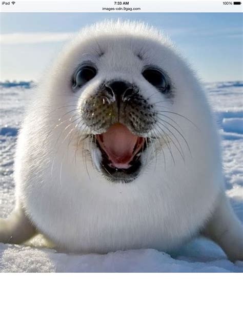 This is a cute and funny baby seal lost in Antarctica he is screaming for his mom. | Cute baby ...