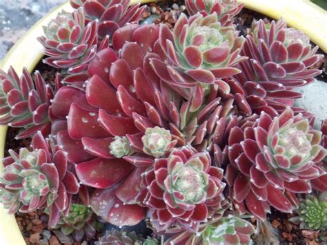 Hen and Chicks Succulents in red | The Cacti & Succulent Gardener | P…