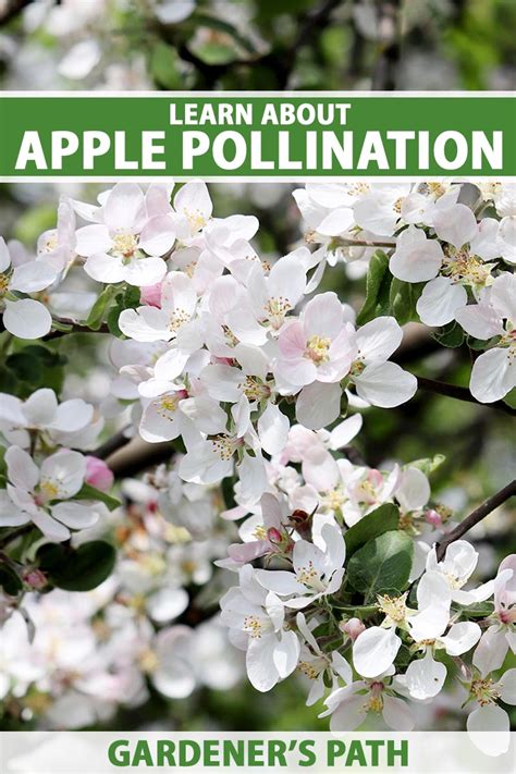 Learn About Apple Tree Pollination - Be Legendary Podcast