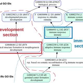 The GO term germinal center formation (green term on the bottom) can be... | Download Scientific ...