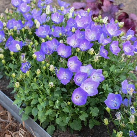 Campanula poscharskyana 'Blue Waterfall'