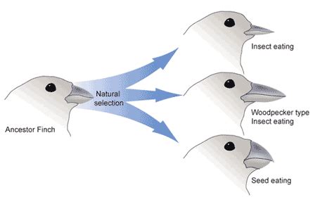 Adaptive Evolution | Boundless Biology