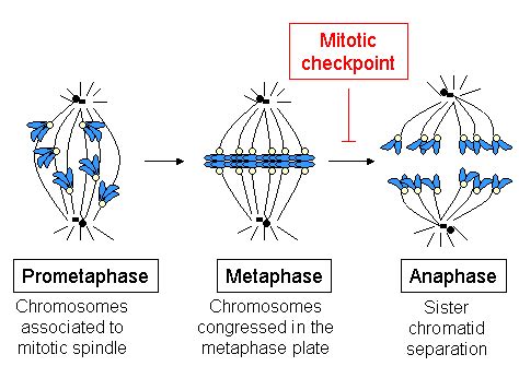 Metaphase Plate | Definition & Formation | Study.com