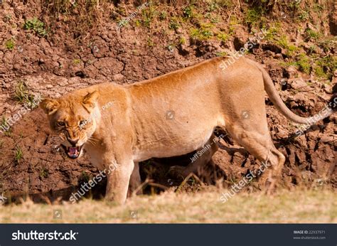 African Lion Prowling Stock Photo 22937971 : Shutterstock