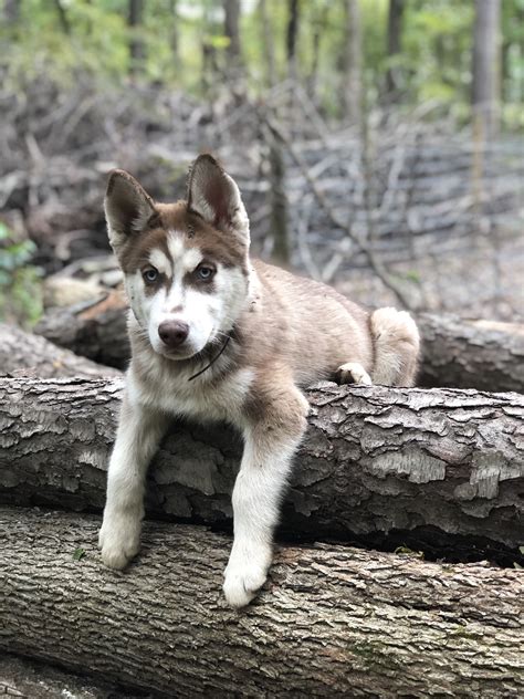 Red male Siberian Husky. | Husky, Siberian husky, Dogs