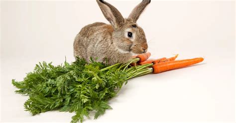 Combien de temps un lapin peut rester sans manger