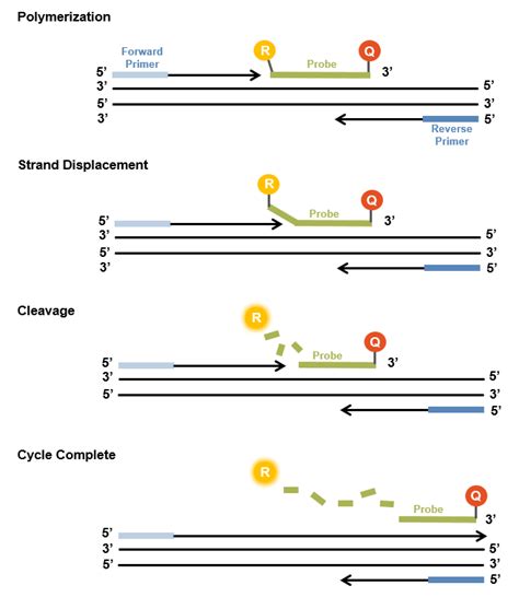 Custom qPCr Probes - Microsynth - CH