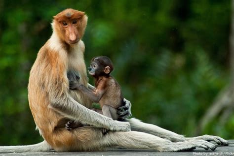 Interesting facts about proboscis monkeys | Just Fun Facts