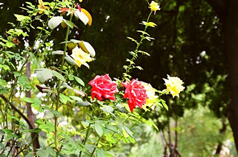 Red And Yellow Roses Free Stock Photo - Public Domain Pictures