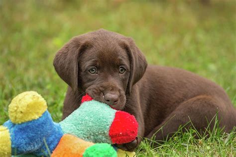 Chocolate Labrador Retriever Puppy Photograph by Linda Arndt - Pixels