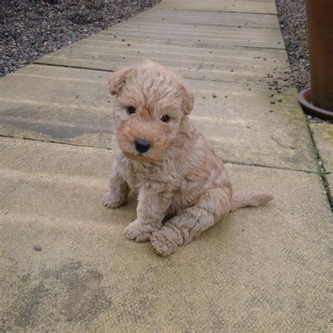 Fantastic lakeland terrier puppies | in Galashiels, Scottish Borders ...