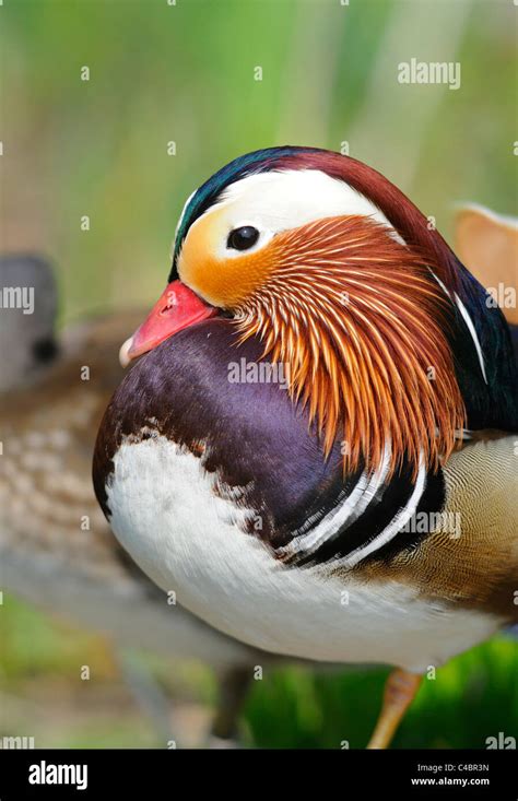 Male Mandarin duck with elaborate and ornate plumage Stock Photo - Alamy