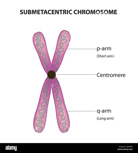 Les chromosomes métacentrique Banque de photographies et d’images à haute résolution - Alamy