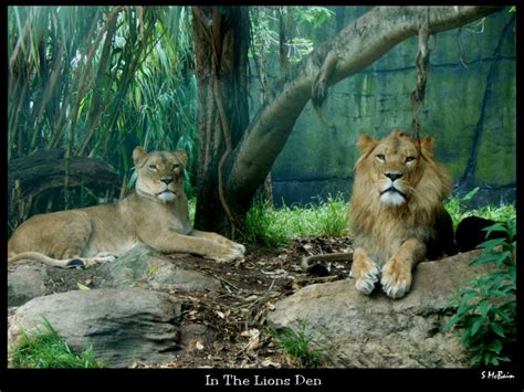 In The Lions Den by JumpingPeanuts on DeviantArt