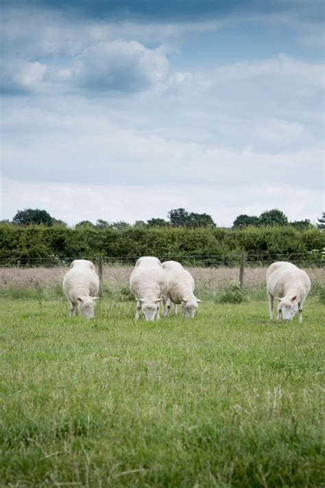 Dolly the Sheep's Clone 'Sisters' Are Healthy in Old Age | Live Science