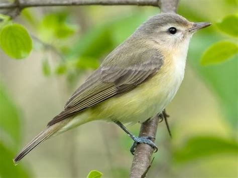 October’s Bird of the Month – outdoorafro.org