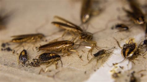 Roach Poop: What Does Cockroach Droppings Look Like? - A.N.T. Pest Control