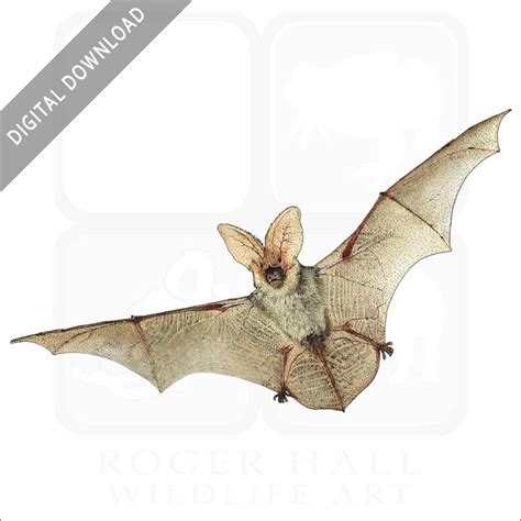 Stock Art Drawing of a Spotted Bat