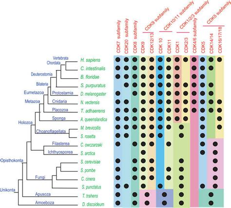 Schematic representation of the distribution of different CDK... | Download Scientific Diagram