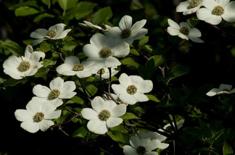 Pacific Dogwood -- Cornus nuttallii