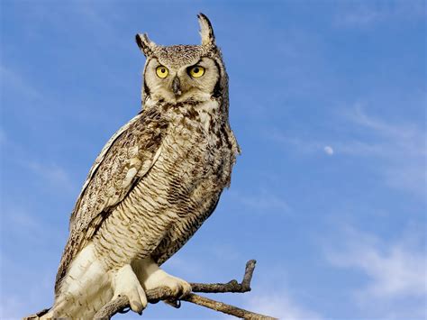 Hikers Spot Owl Swimming Through a Canyon – An Extremely Rare Sight