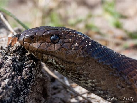 Mole Snake with photographer & friends reflected in its eye | Photography, Beauty secrets ...