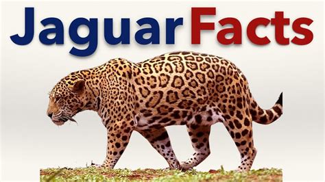 Jaguar Facts - YouTube