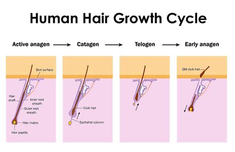 Stages of the Hair Growth Cycle| DermMatch UK