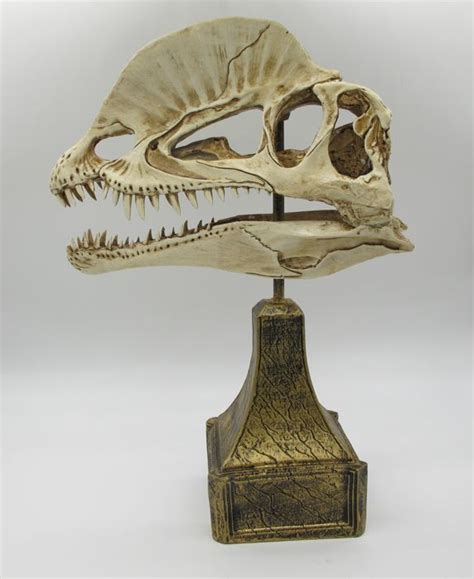 Replica skull of a Dilophosaurus wetherilli dinosaur resin - 27 x 17 x ...