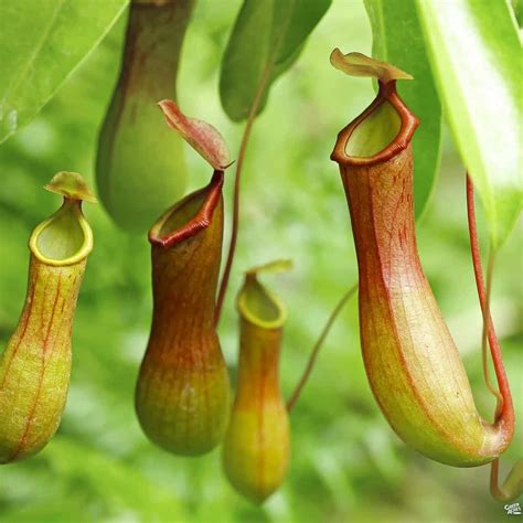 Dépendance avare crâne como cuidar de planta carnivora Pratique Abuser attendez