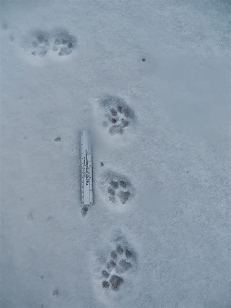 A Colorado Hunter's Life: Bobcat Tracks