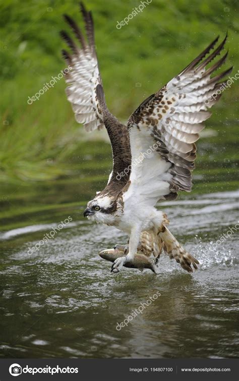 Osprey Catching Fish Pond Water Stock Photo by ©imagebrokermicrostock ...