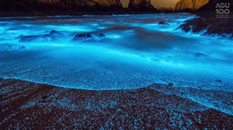 China’s sparkling bioluminescent seas are called ‘blue tears’ - YouTube