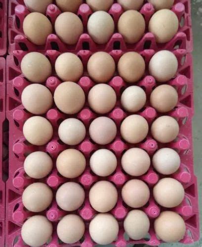 Brown Eggs at Rs 8/piece | ब्राउन एग in Pune | ID: 20079796897