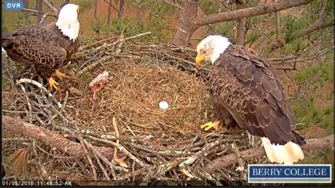 Berry College Eagles - Intruder shows up to the nest - 1-08-16 - YouTube