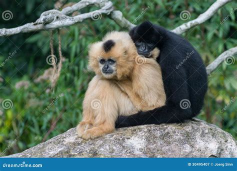 2 Monkeys Hugging Royalty-Free Stock Photography | CartoonDealer.com ...