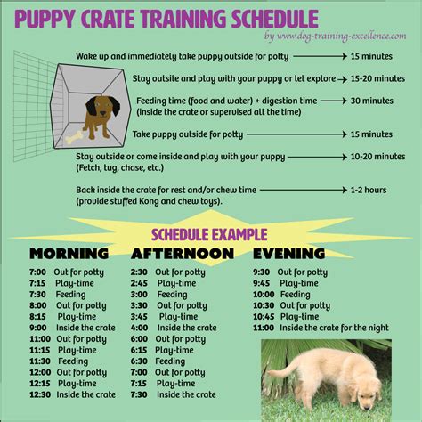 Effective Puppy Crate Training Schedule