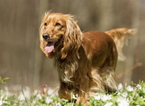 The Cocker Spaniel Haircut: A Guide to Grooming & Styling [With Photos ...