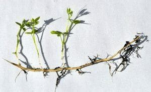 Rhizome - Definition, Function & Examples | Biology Dictionary