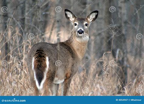 White Deer Near The Forest Royalty-Free Stock Photo | CartoonDealer.com #59314899